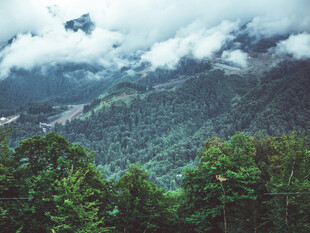 云雾缭绕的山林美景