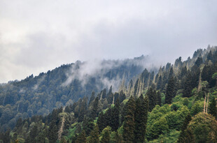 云雾缭绕的山林美景