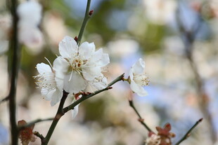 洁白绽放的美丽花朵