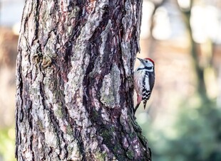 树干上的啄木鸟
