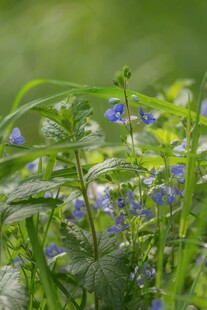 蓝花绿叶的清新植物景观