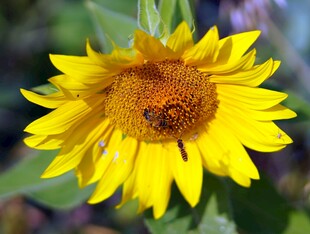 向日葵上的蜜蜂