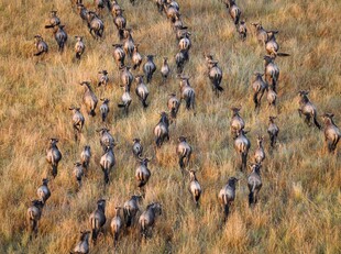 草原上的动物大群迁徙