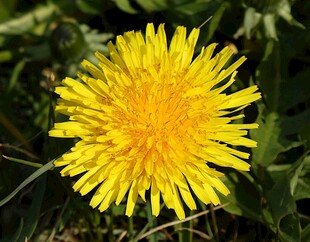 绽放的黄色蒲公英