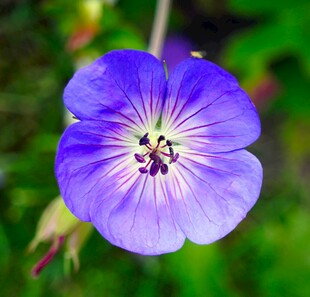 紫色美丽天竺葵花朵特写