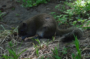 小松鼠  