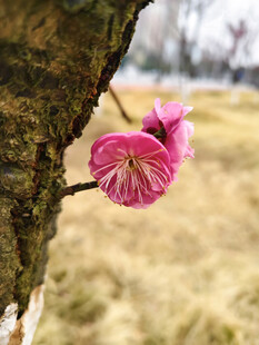 枝头绽放的梅花