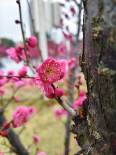 枝头绽放的娇艳红梅