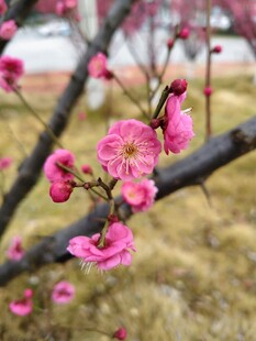 枝头绽放的娇艳粉色梅花