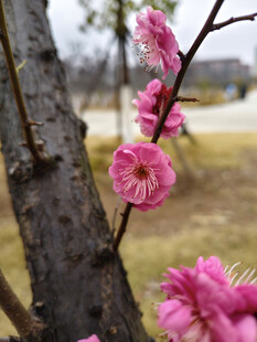 枝头绽放的粉嫩梅花