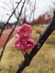 枝头绽放的娇艳粉色梅花