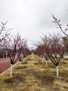 冬日红梅树林景观