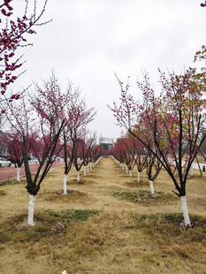 冬日红梅林景观