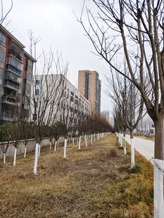 冬日小区旁的树木景观