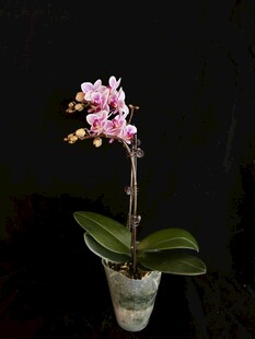 蝴蝶兰