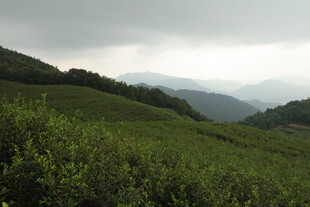 山间绿意盎然的茶叶种植地