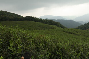 山间茶园绿意盎然