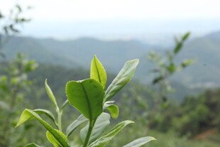 嫩绿新叶映远山