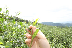 手捧嫩绿茶叶于茶园间