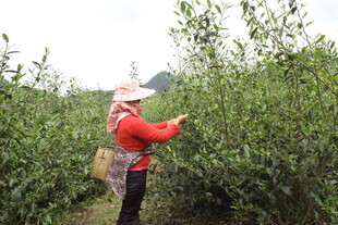 茶农于茶园中采摘茶叶