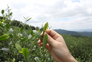 手摘鲜嫩茶叶于山间