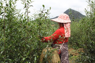 茶农田间采摘嫩绿茶叶