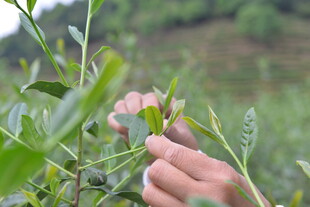 手采鲜嫩茶叶瞬间