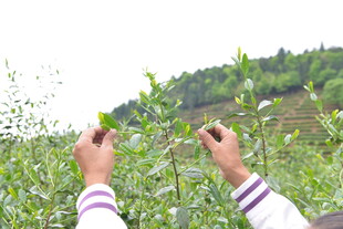 双手采摘嫩绿茶叶