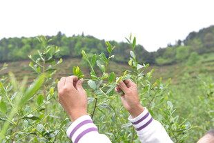 茶园中双手采摘嫩绿茶叶