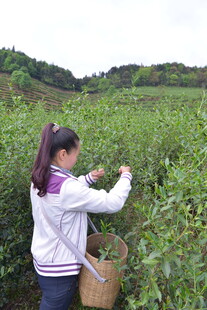 女孩茶园采摘嫩绿茶叶