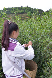 女孩茶园采摘茶叶