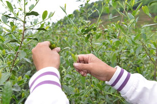 双手采摘嫩绿茶叶