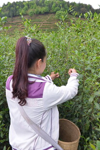 女孩田间采摘嫩绿茶叶