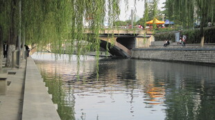 河畔垂柳与桥的静谧景致