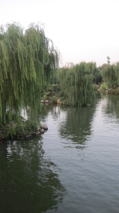 湖畔垂柳