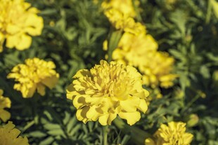 金黄万寿菊绽放美丽