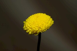 黄色绒球小花特写