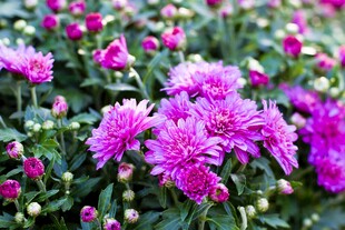 艳丽紫菊绽放花丛中