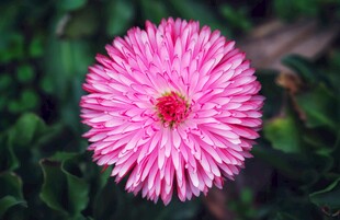 粉色绽放菊花特写