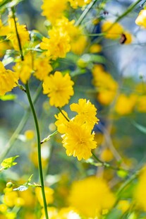 金黄迎春花绽放