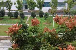 校园中绽放的鲜艳花卉