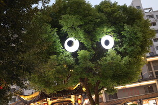 长着眼睛的奇特绿植