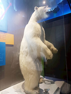 站立的北极熊标本