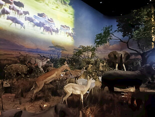 非洲草原动物标本展示