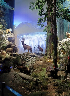 森林中的小鹿标本展示