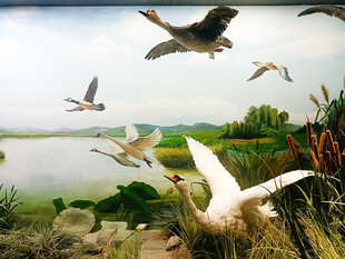 湖畔飞鸟图