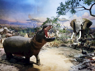 河马与大象的野外场景