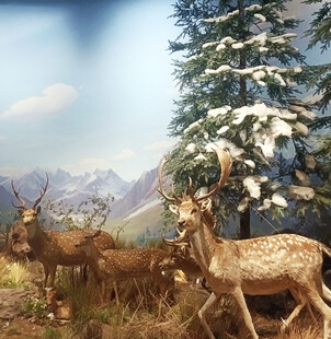 雪地中漫步的鹿群