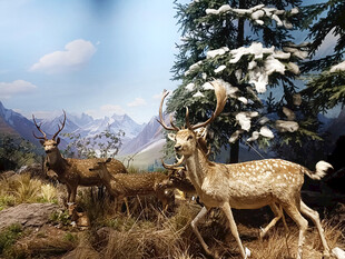 雪地中漫步的两只美丽鹿