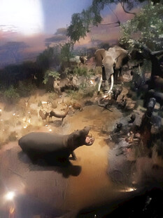 河马在自然环境中的场景